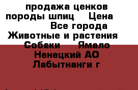 продажа ценков породы шпиц  › Цена ­ 35 000 - Все города Животные и растения » Собаки   . Ямало-Ненецкий АО,Лабытнанги г.